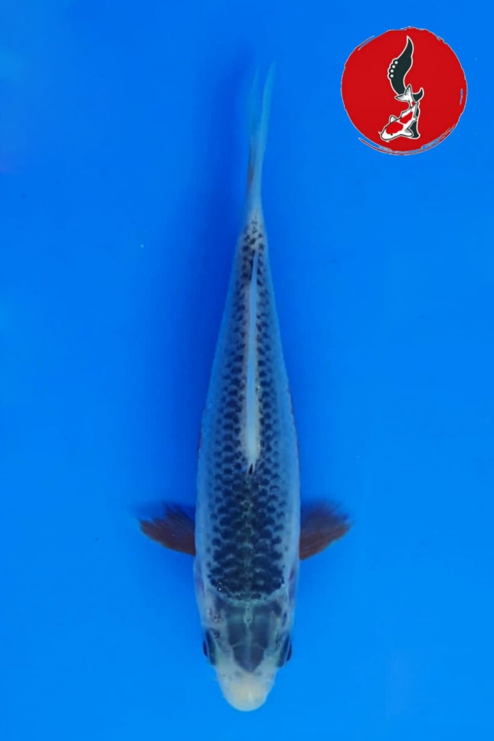 Juara 4