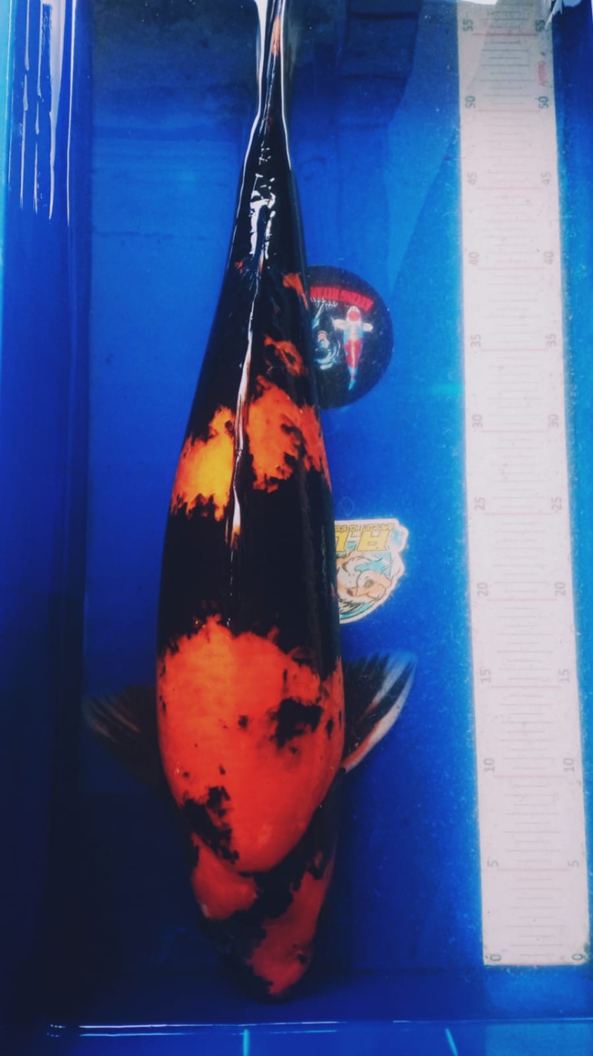 Juara 1