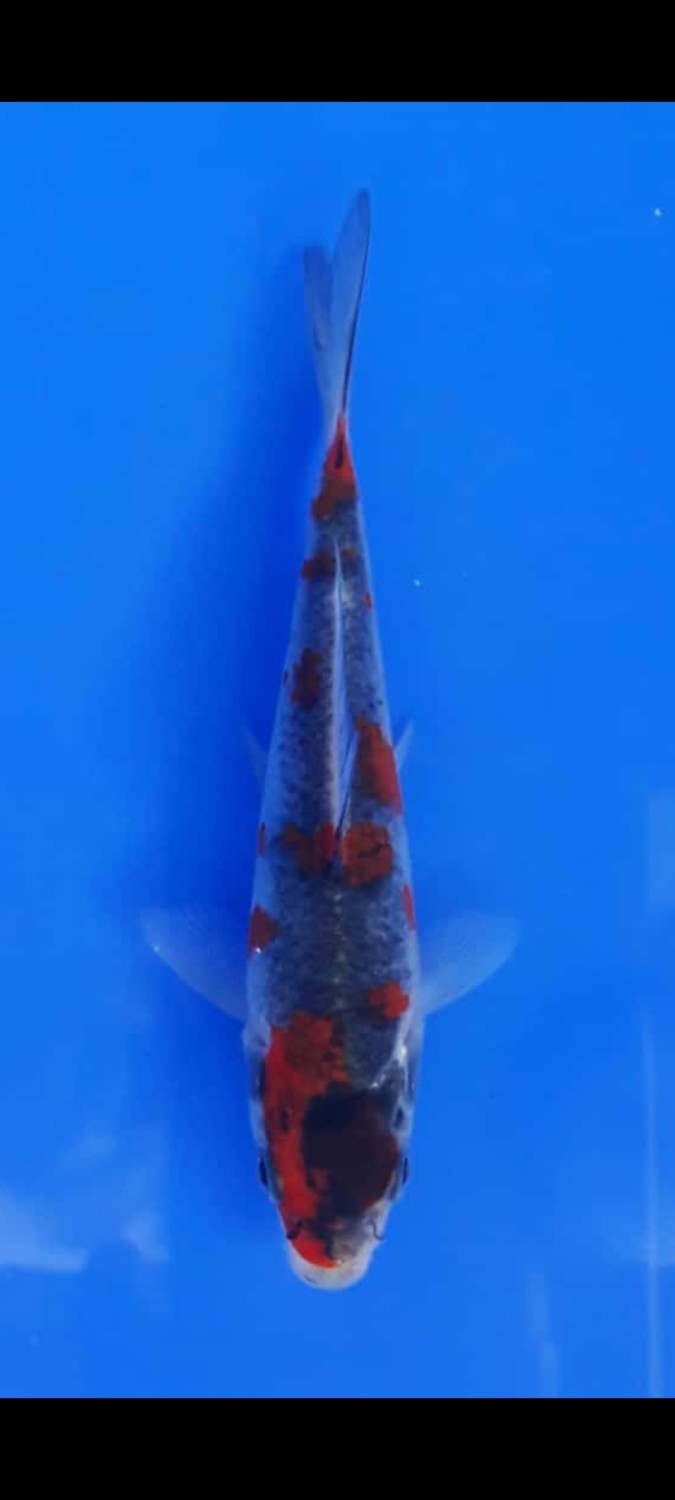 Juara 2