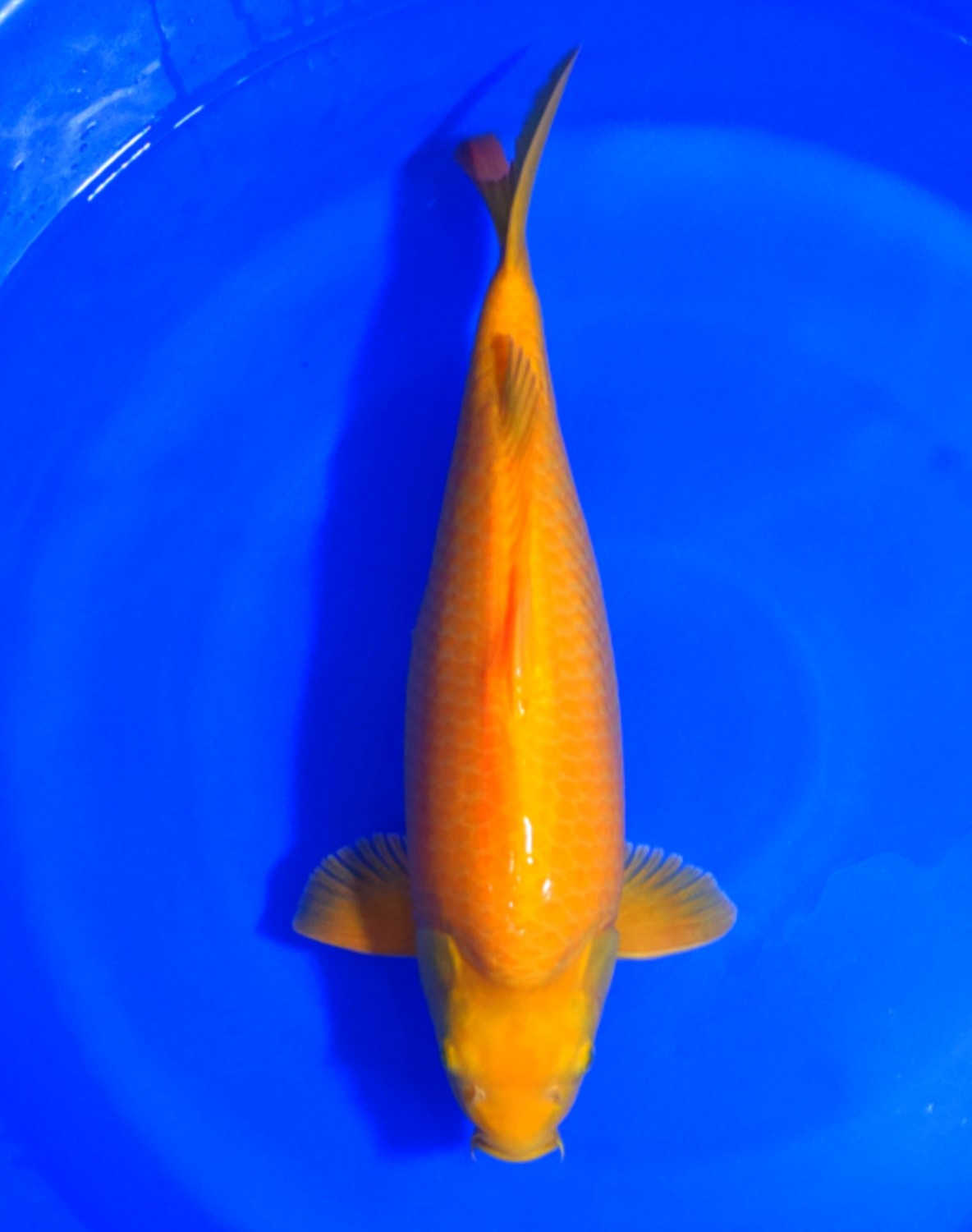 Best In Size E 46 - 50 cm