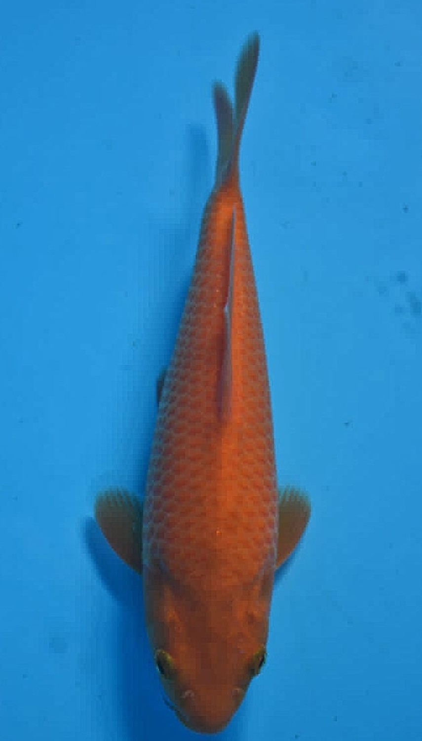 Juara 1