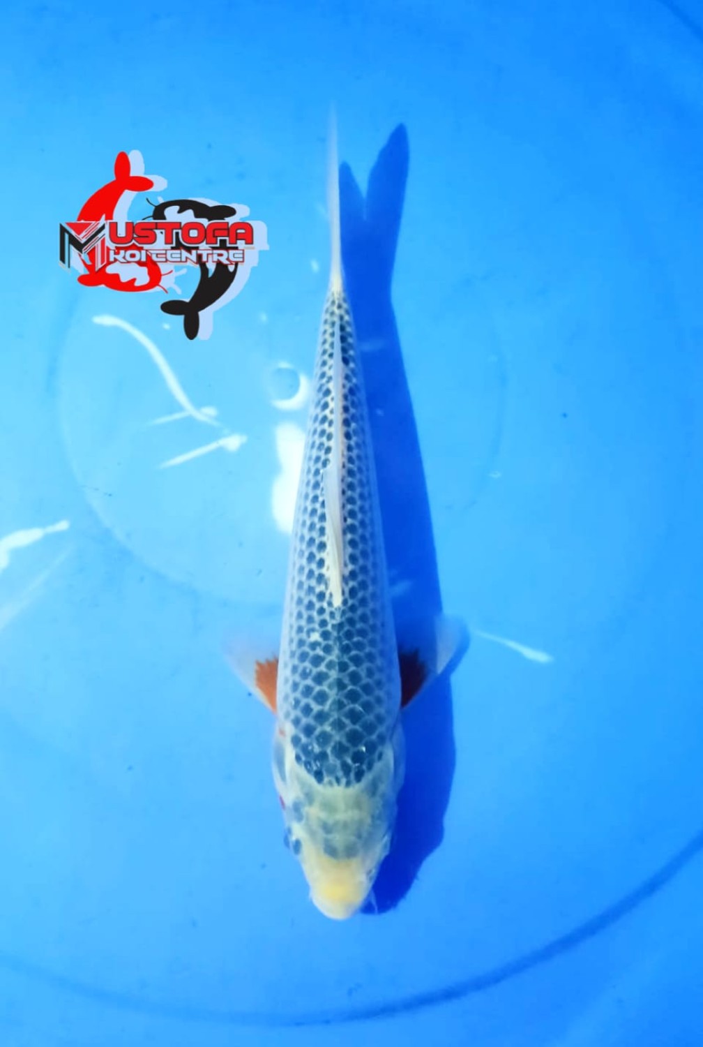 Juara 1