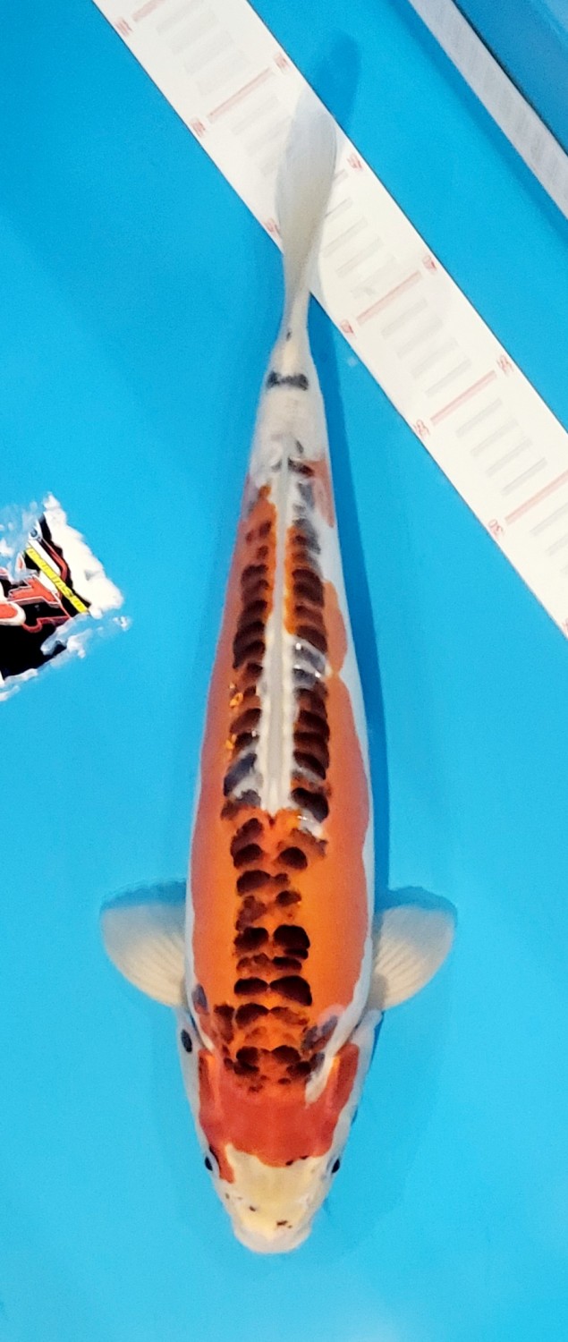 Juara 2