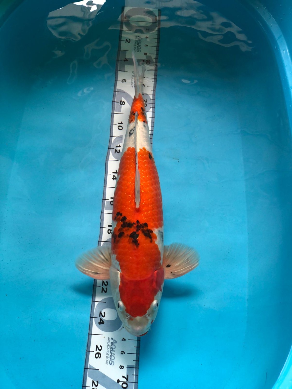 Best In Size C 51 - 55 cm