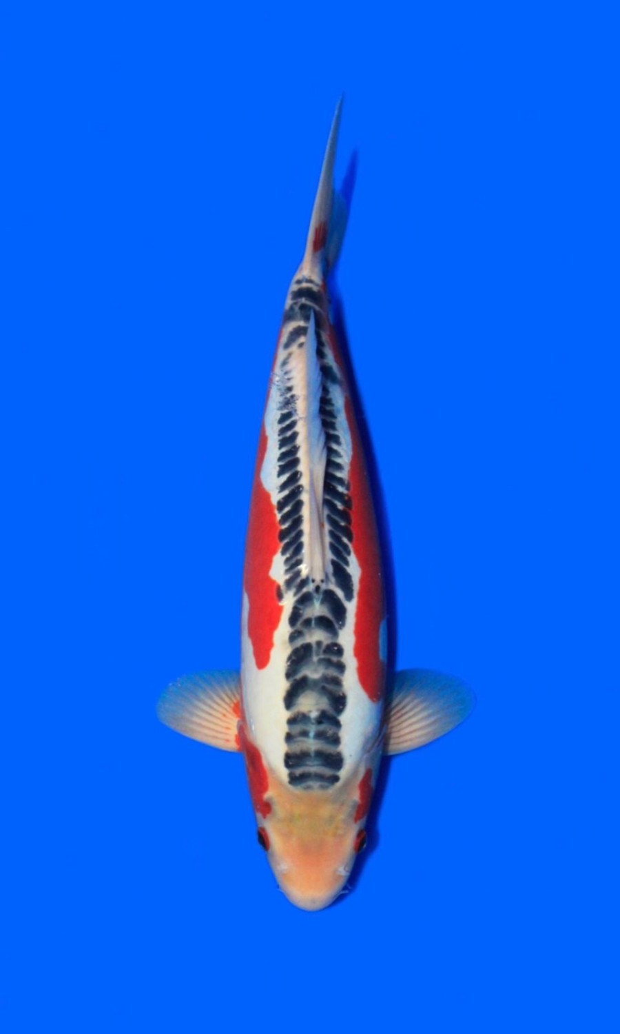 Juara 2