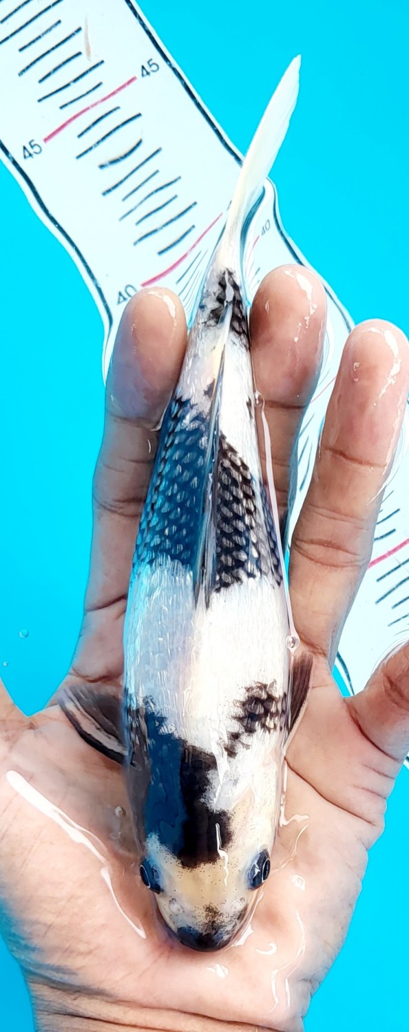Best In Size C 16 - 20 cm