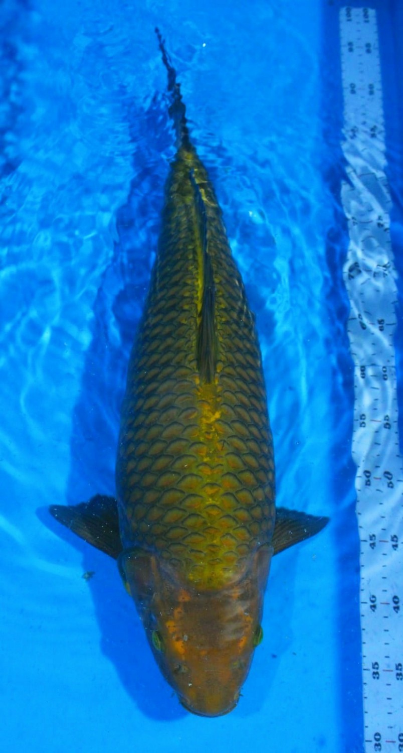 Juara 1