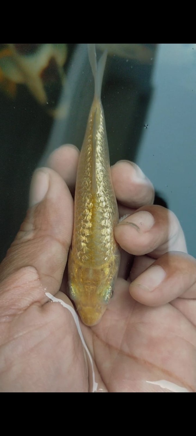 Juara 3