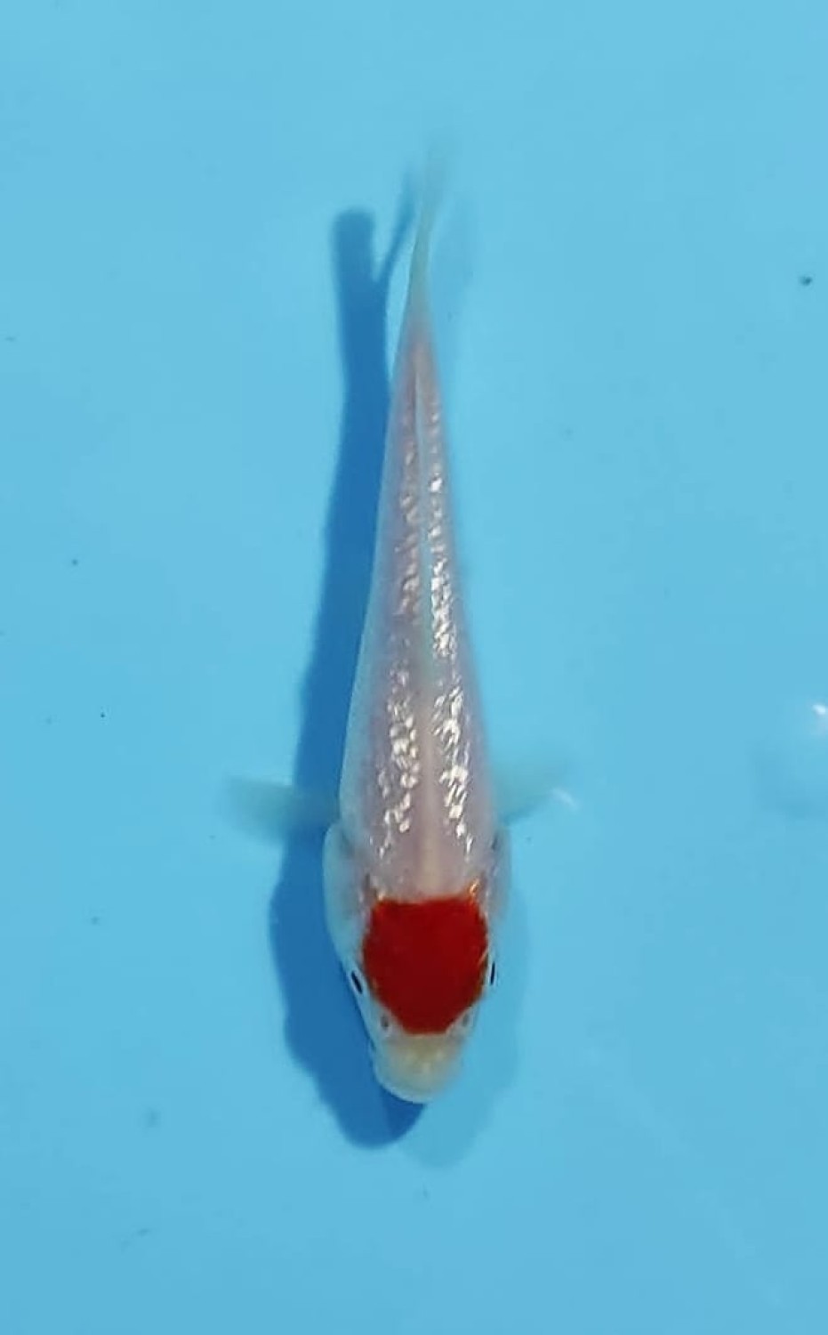 Juara 5