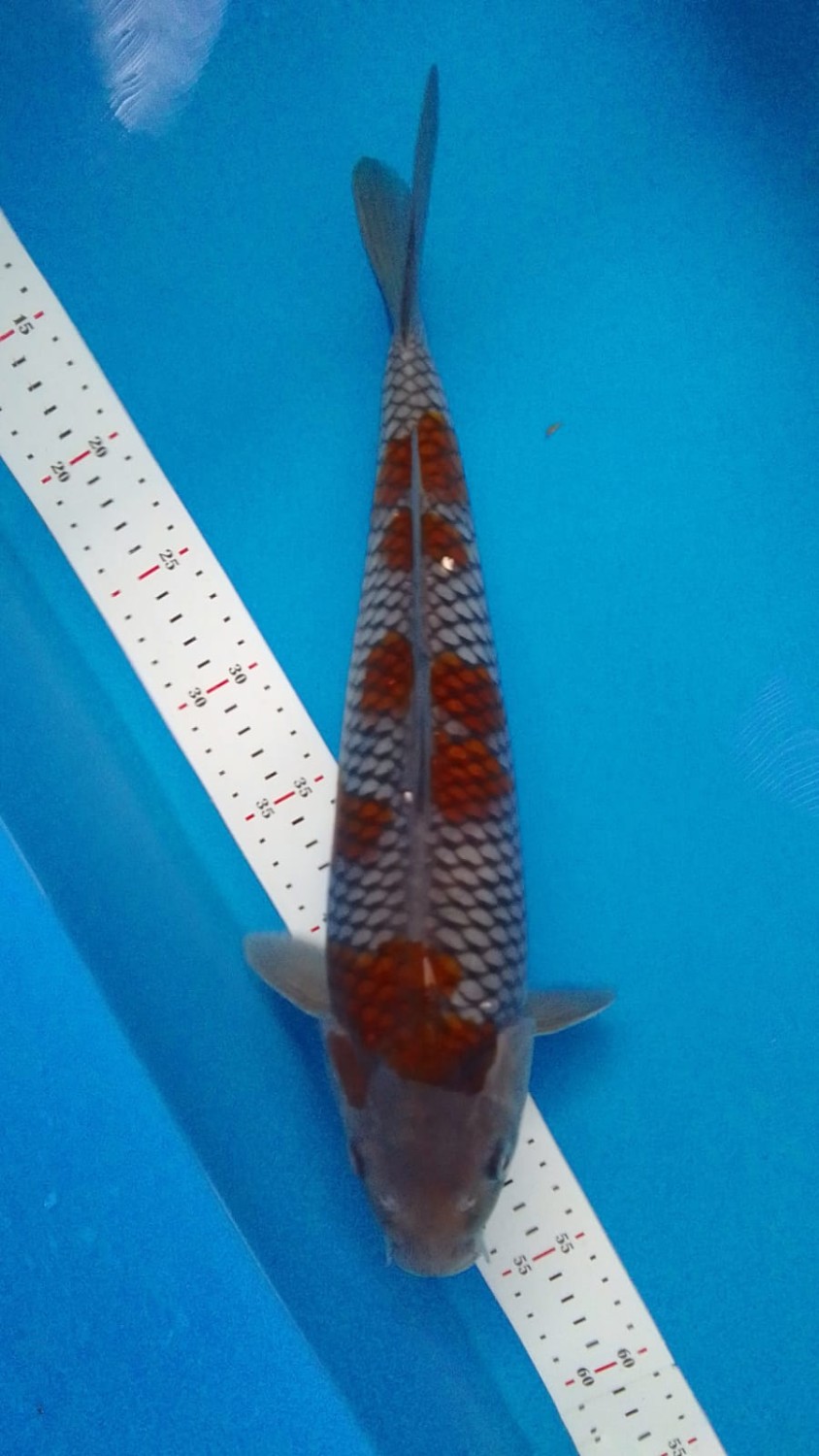 Juara 1