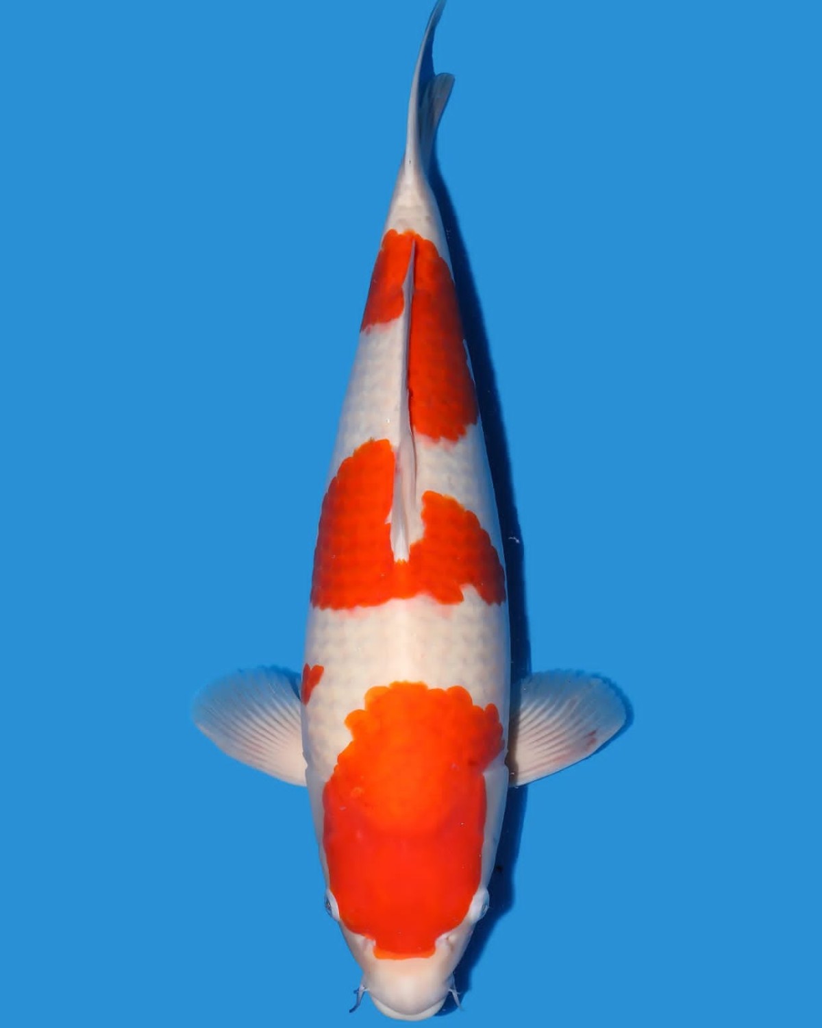 Juara 3