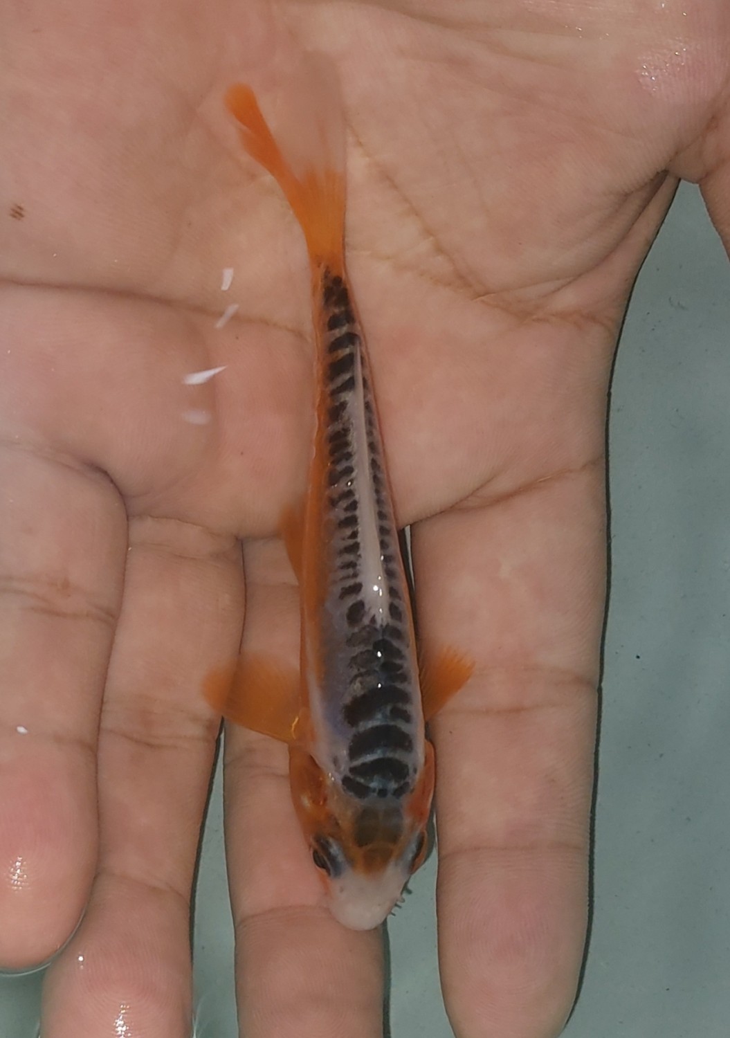 Juara 3