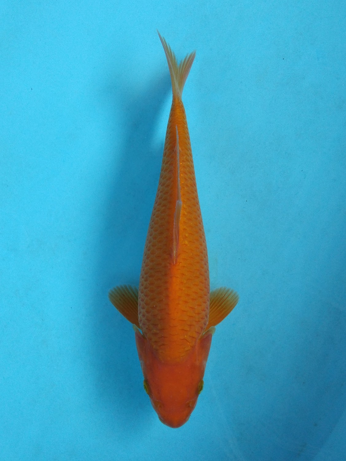 Juara 3