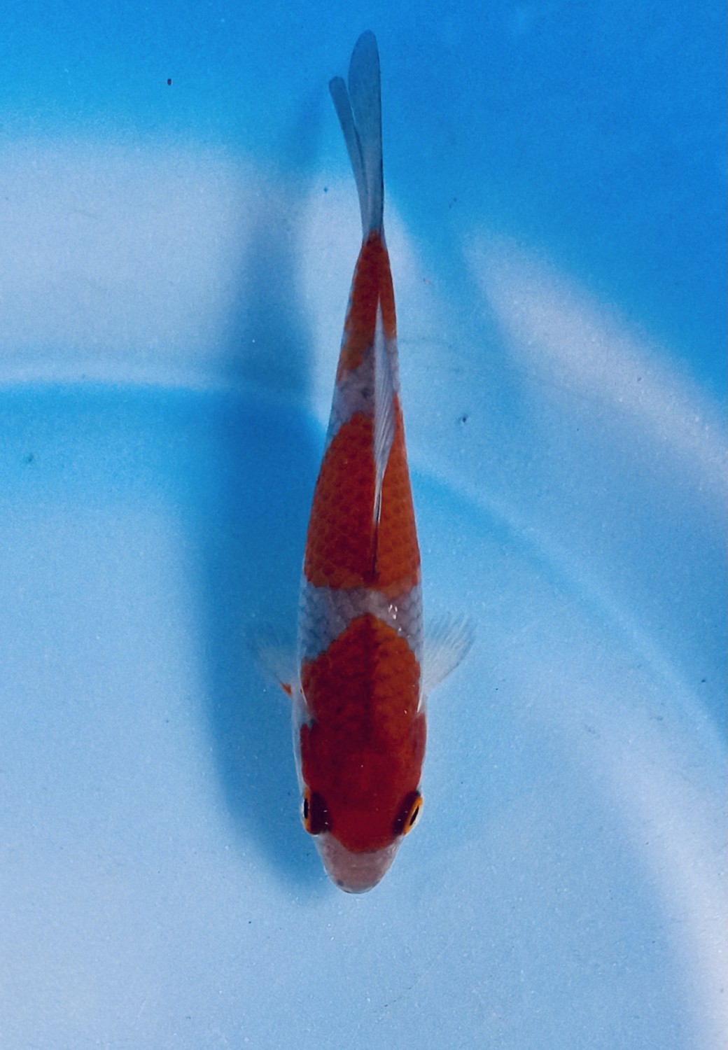 Juara 1