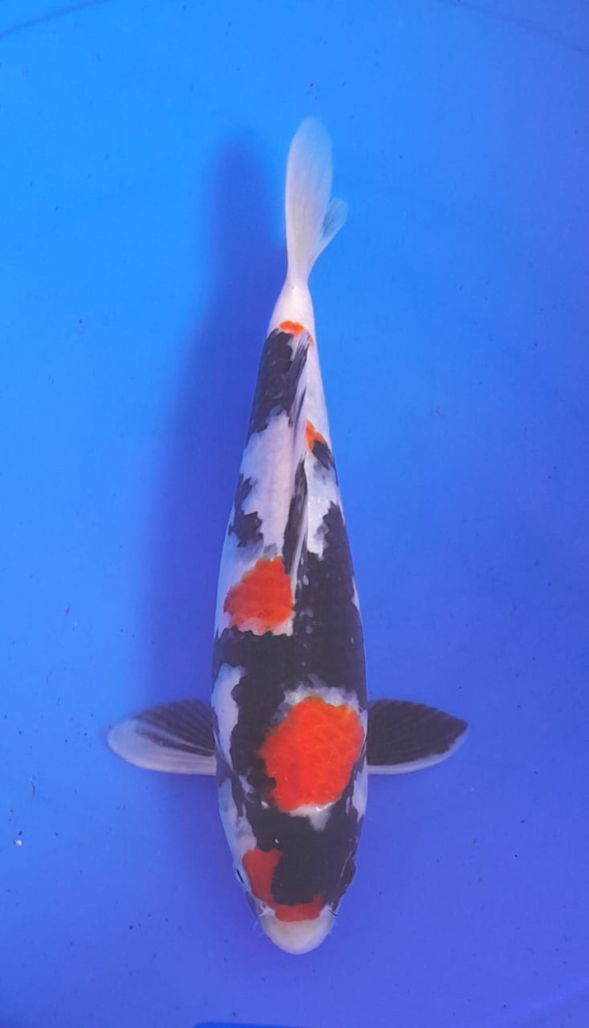 Juara 5