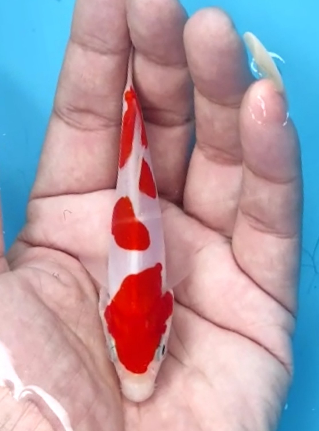 Best In Size C Up 10 cm