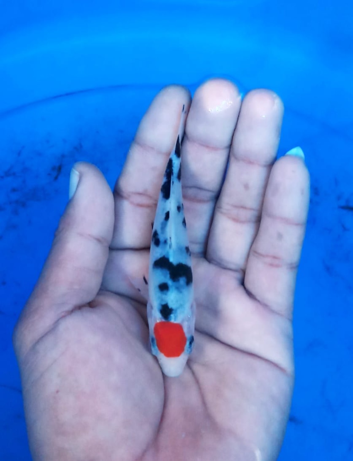 Juara 2