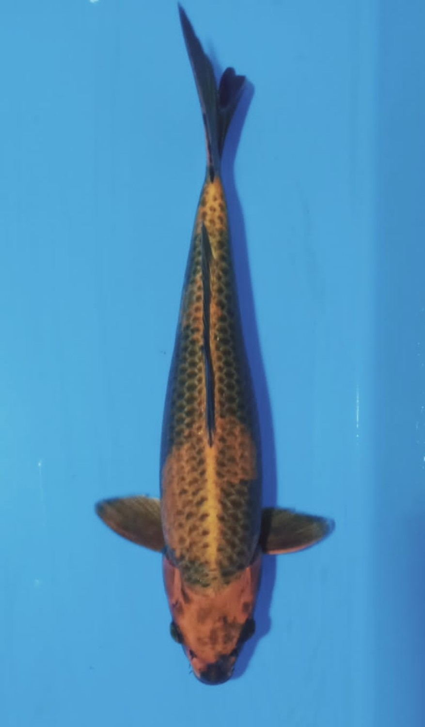 Juara 2