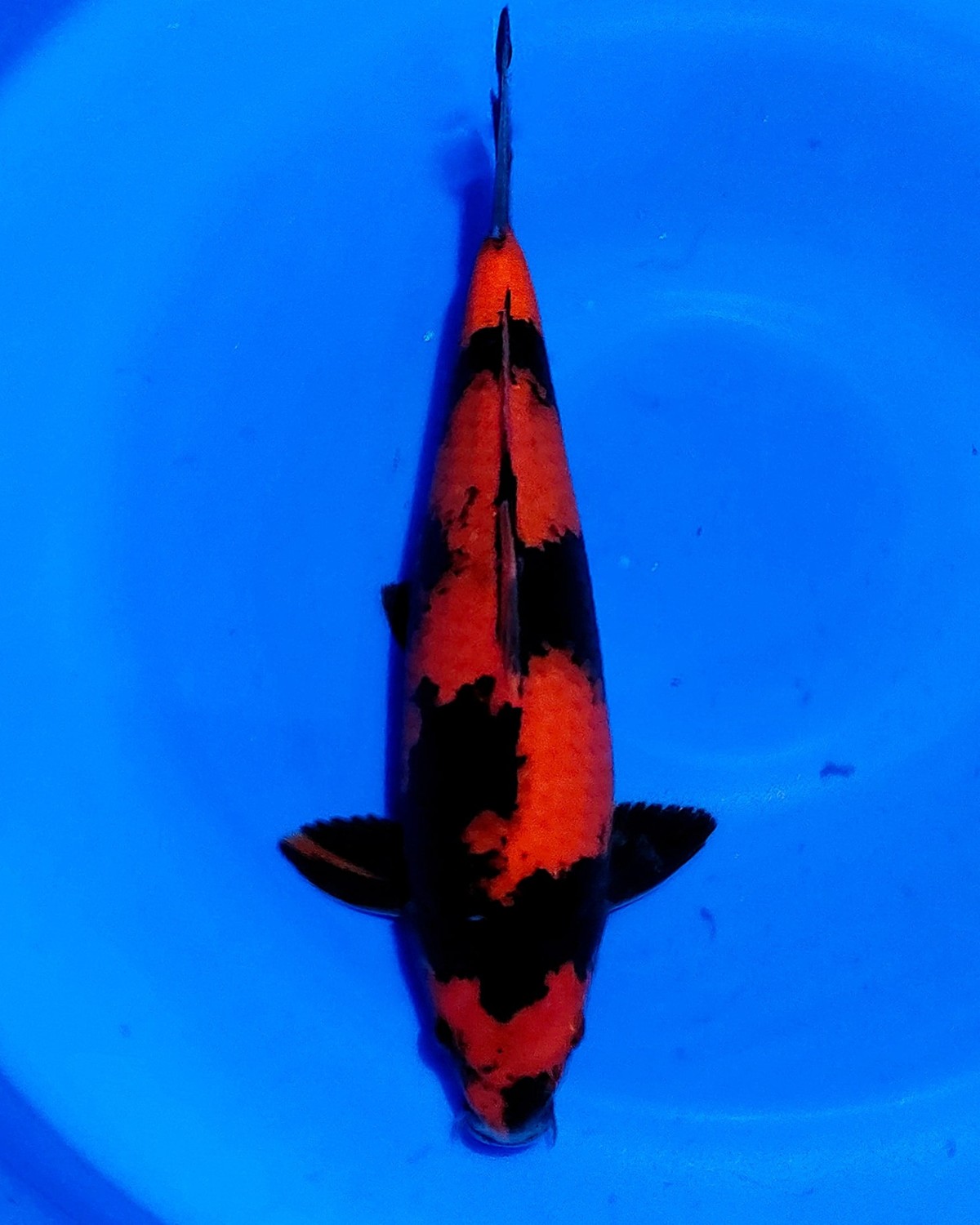 Juara 1