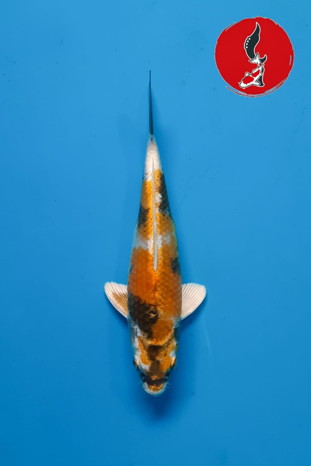 Juara 5