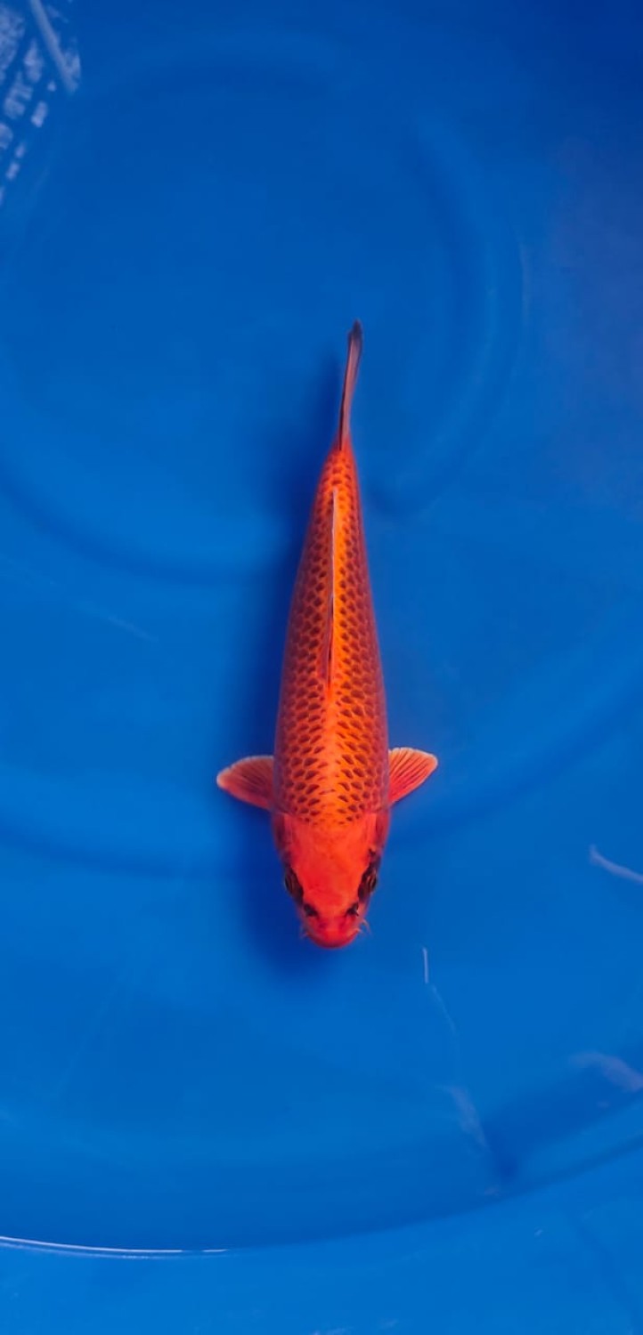 Juara 2