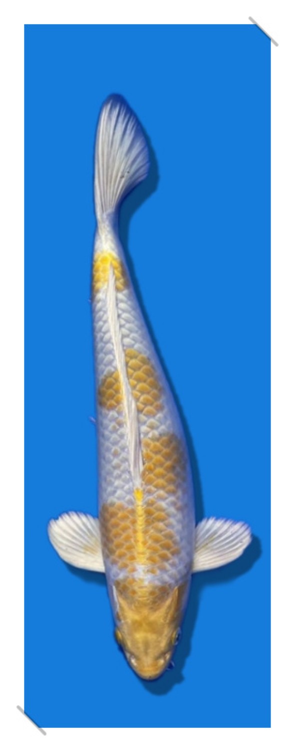 Juara 2
