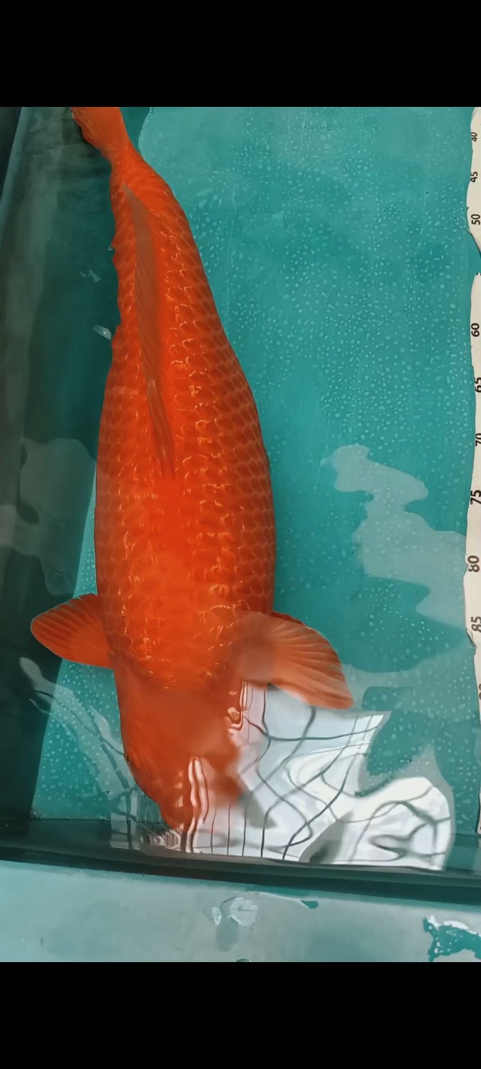 Juara 1