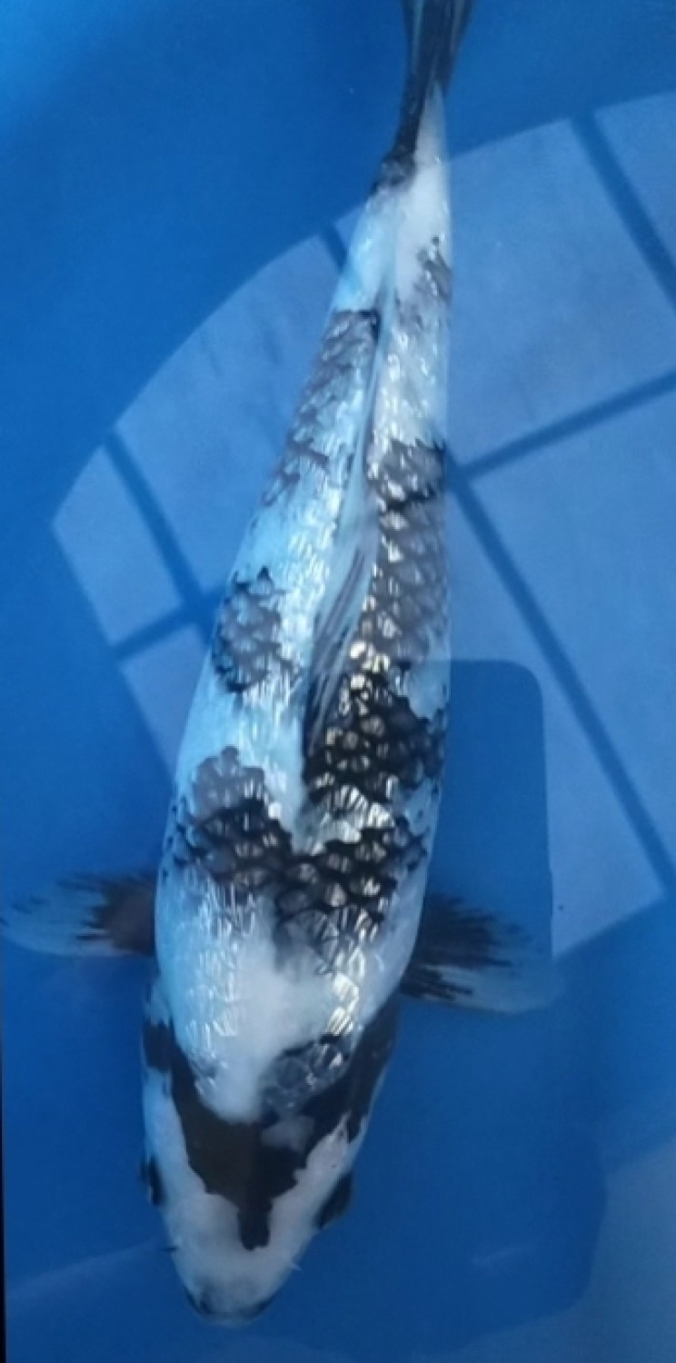 Juara 5