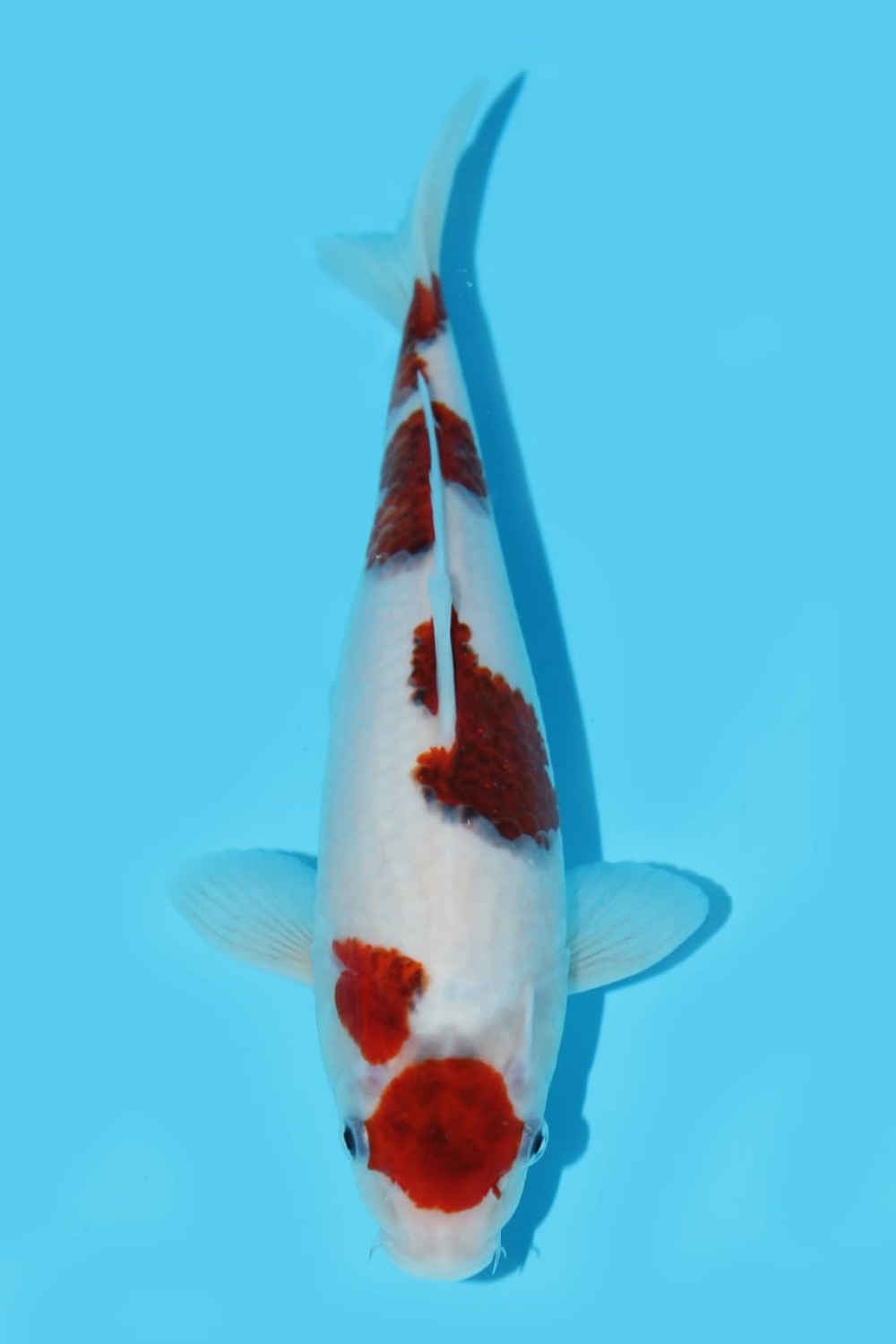 Juara 2