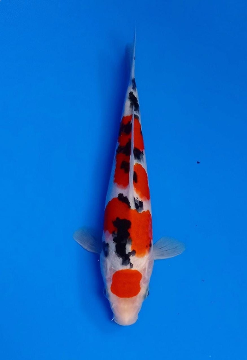 Juara 2