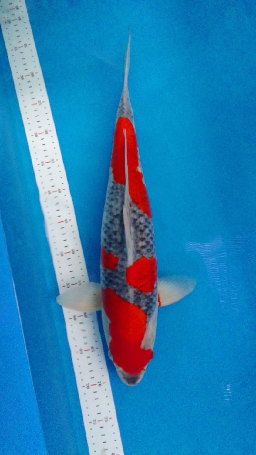 Juara 2