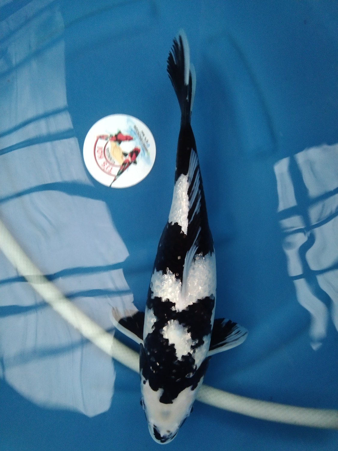 Best In Size C 41 - 45 cm