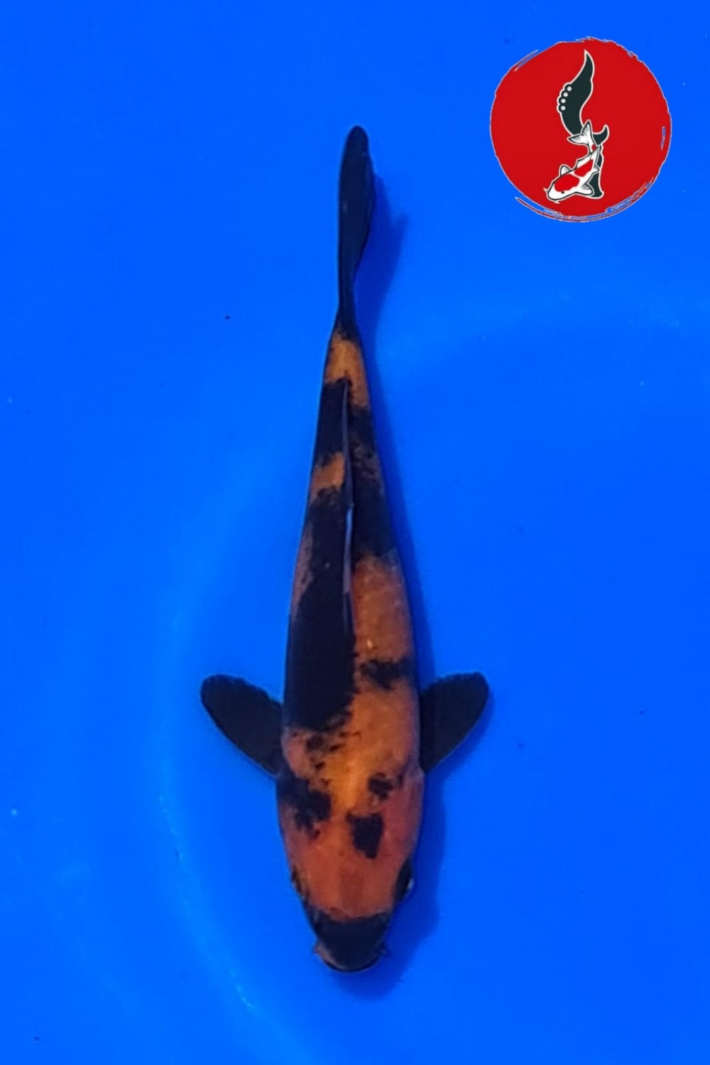 Juara 5