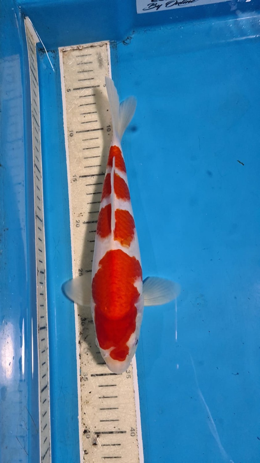 Best In Size A 26 - 30 cm