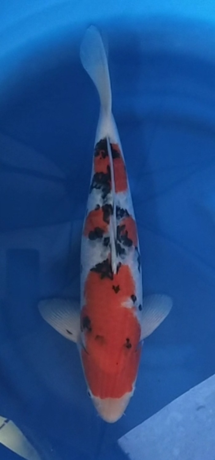 Juara 2
