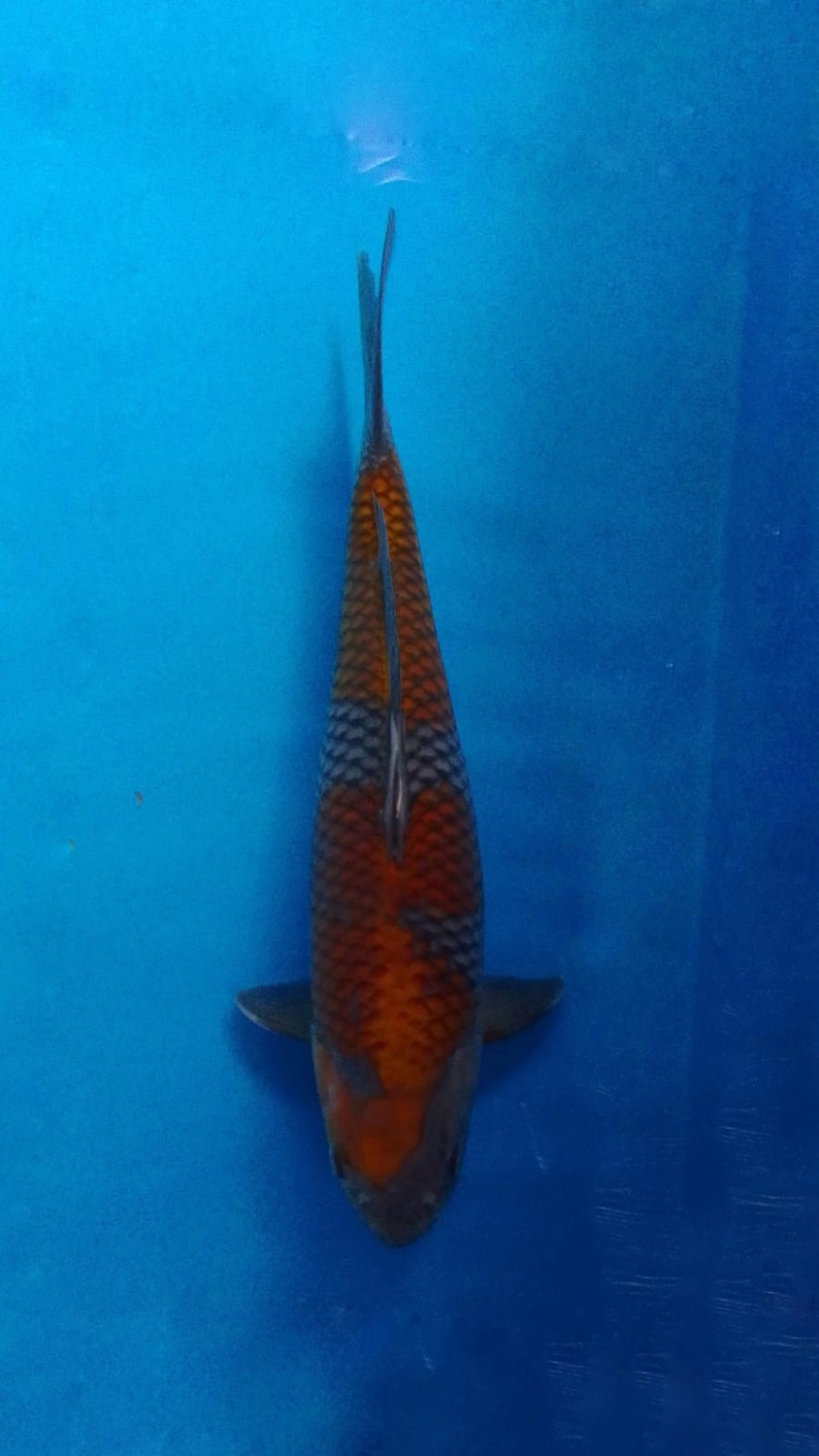 Juara 1