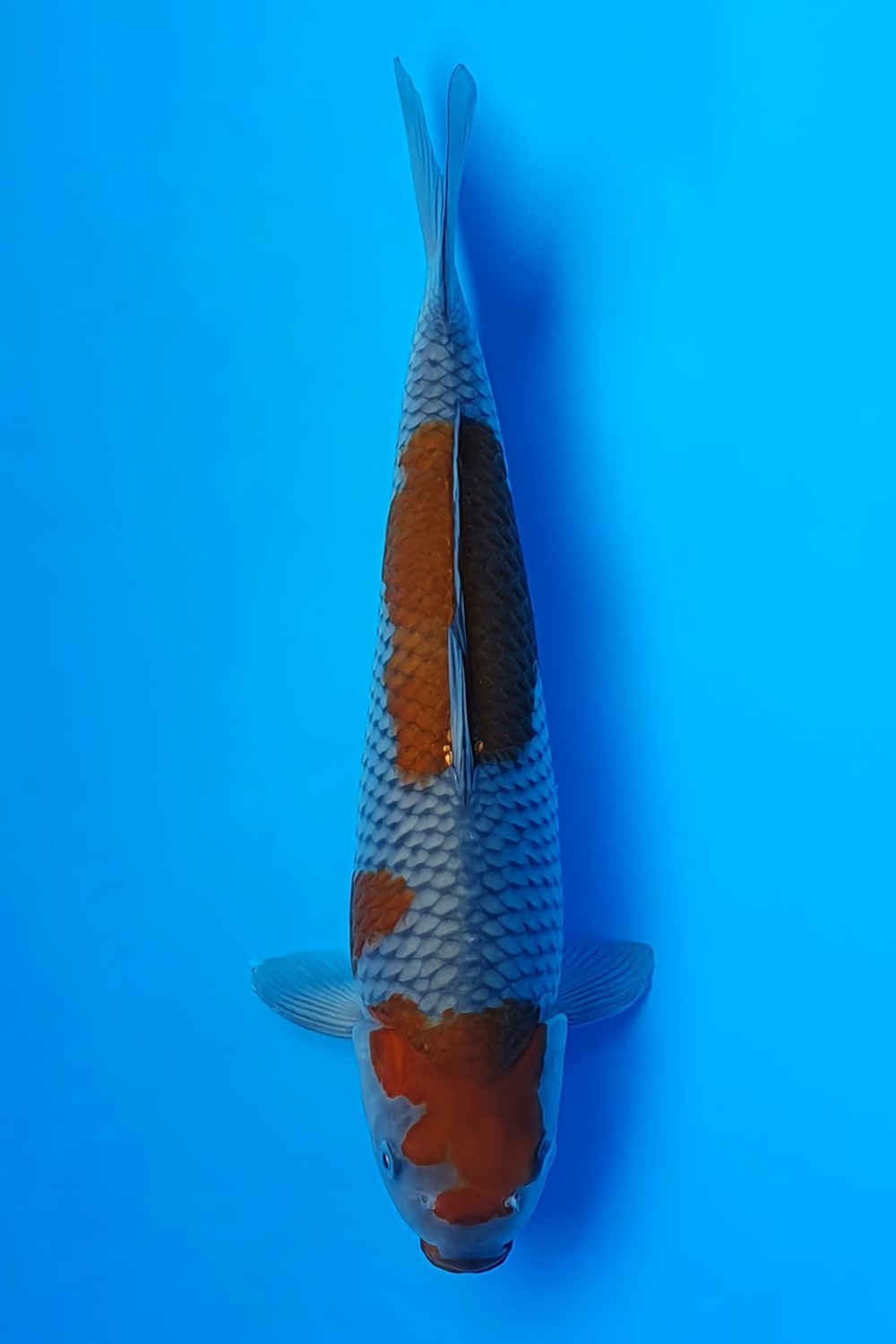 Juara 2