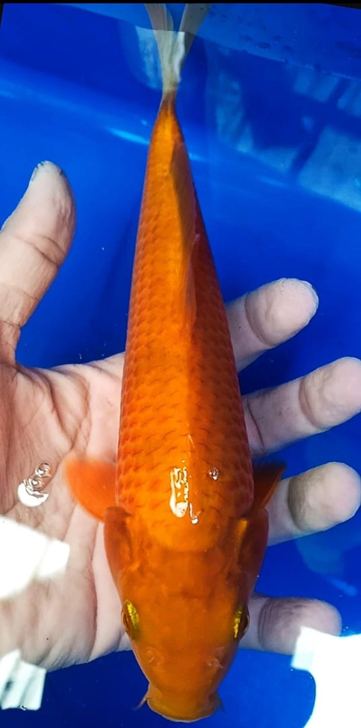 Juara 4