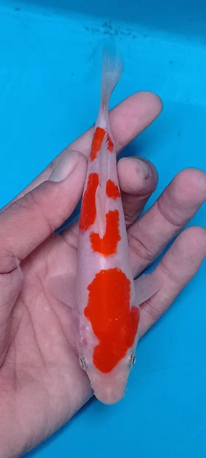 Juara 4