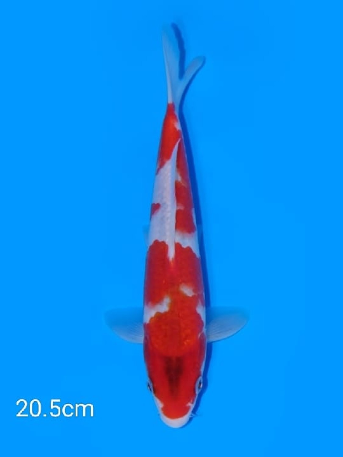 Juara 2
