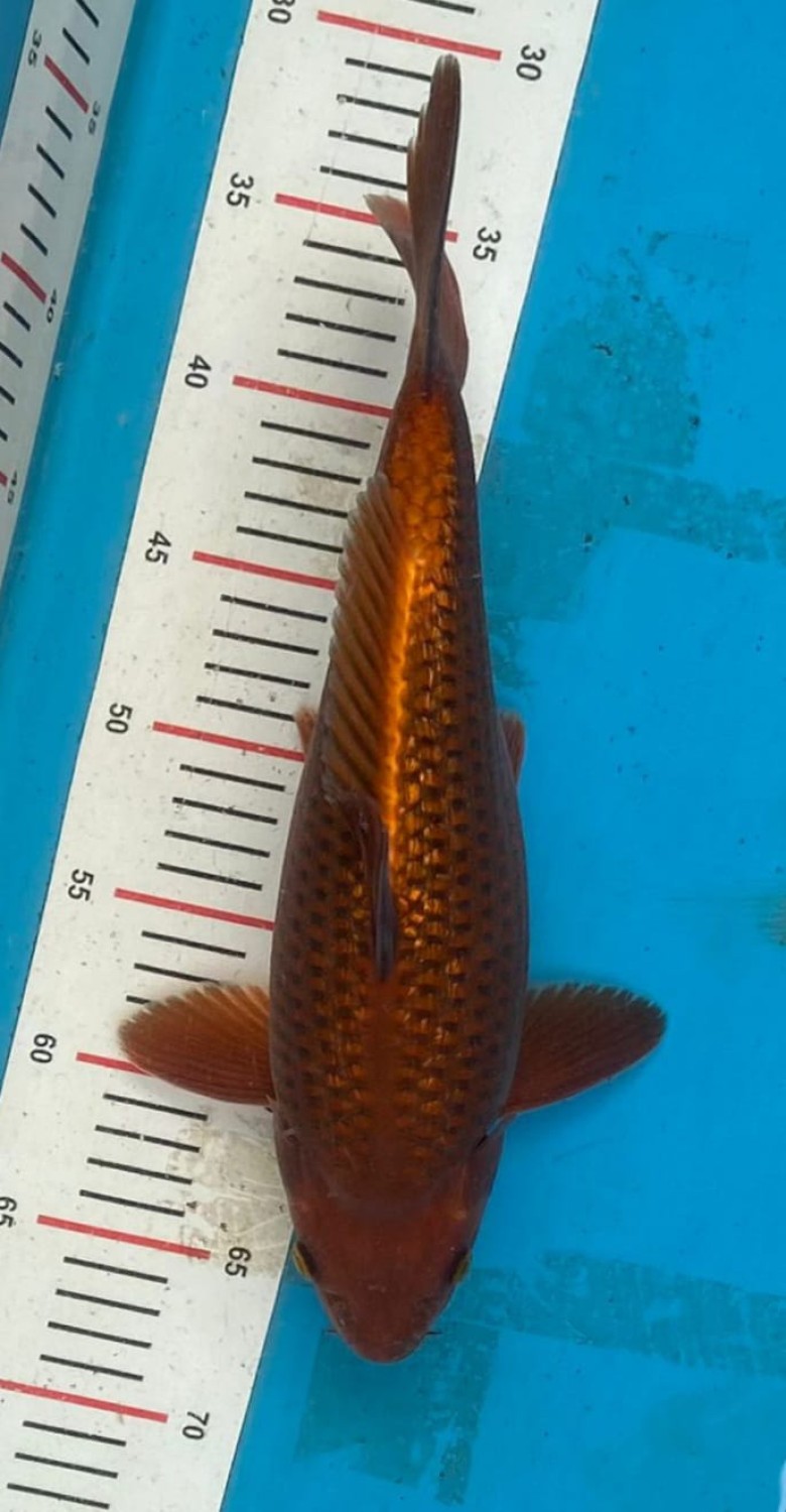 Juara 1
