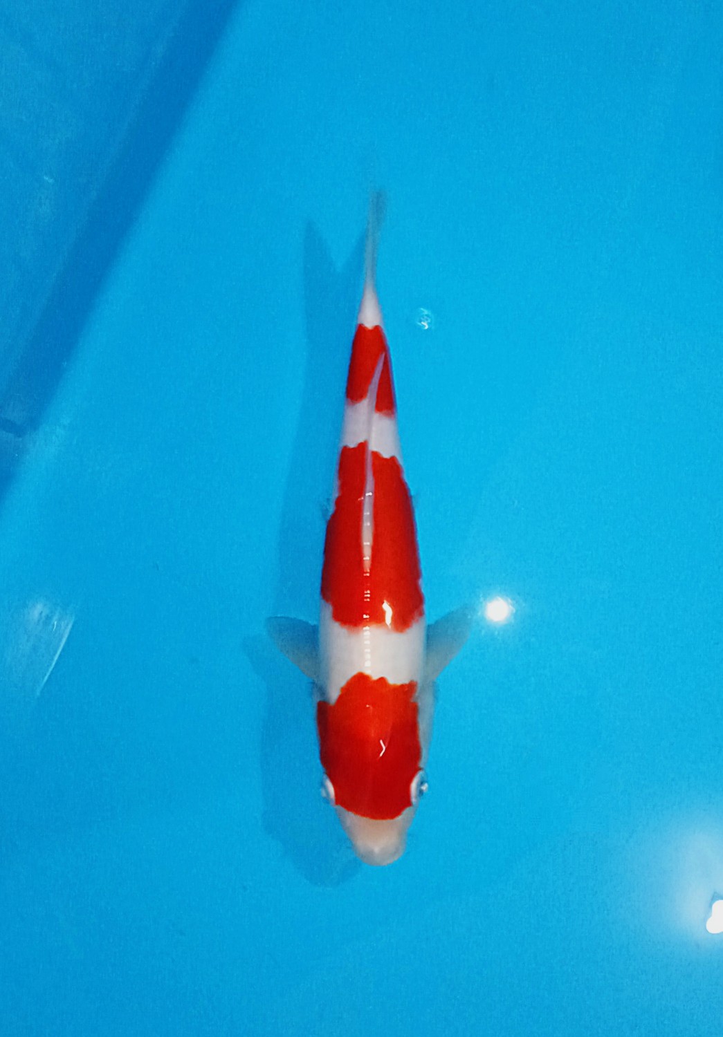 Juara 3
