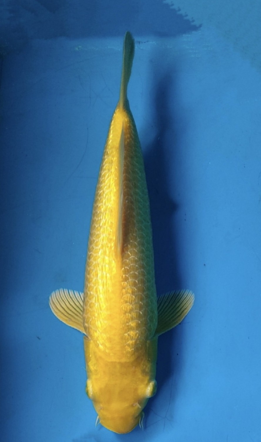 Juara 3
