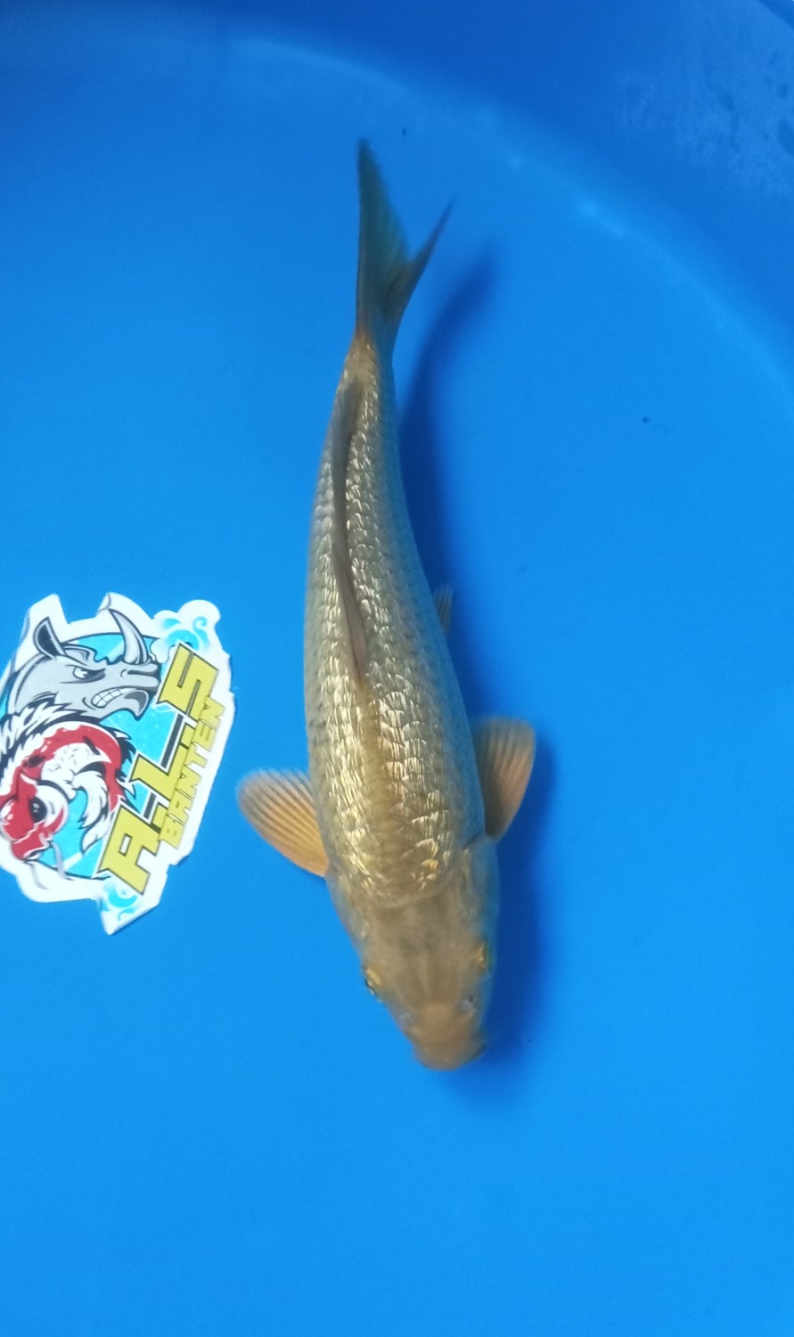 Juara 4