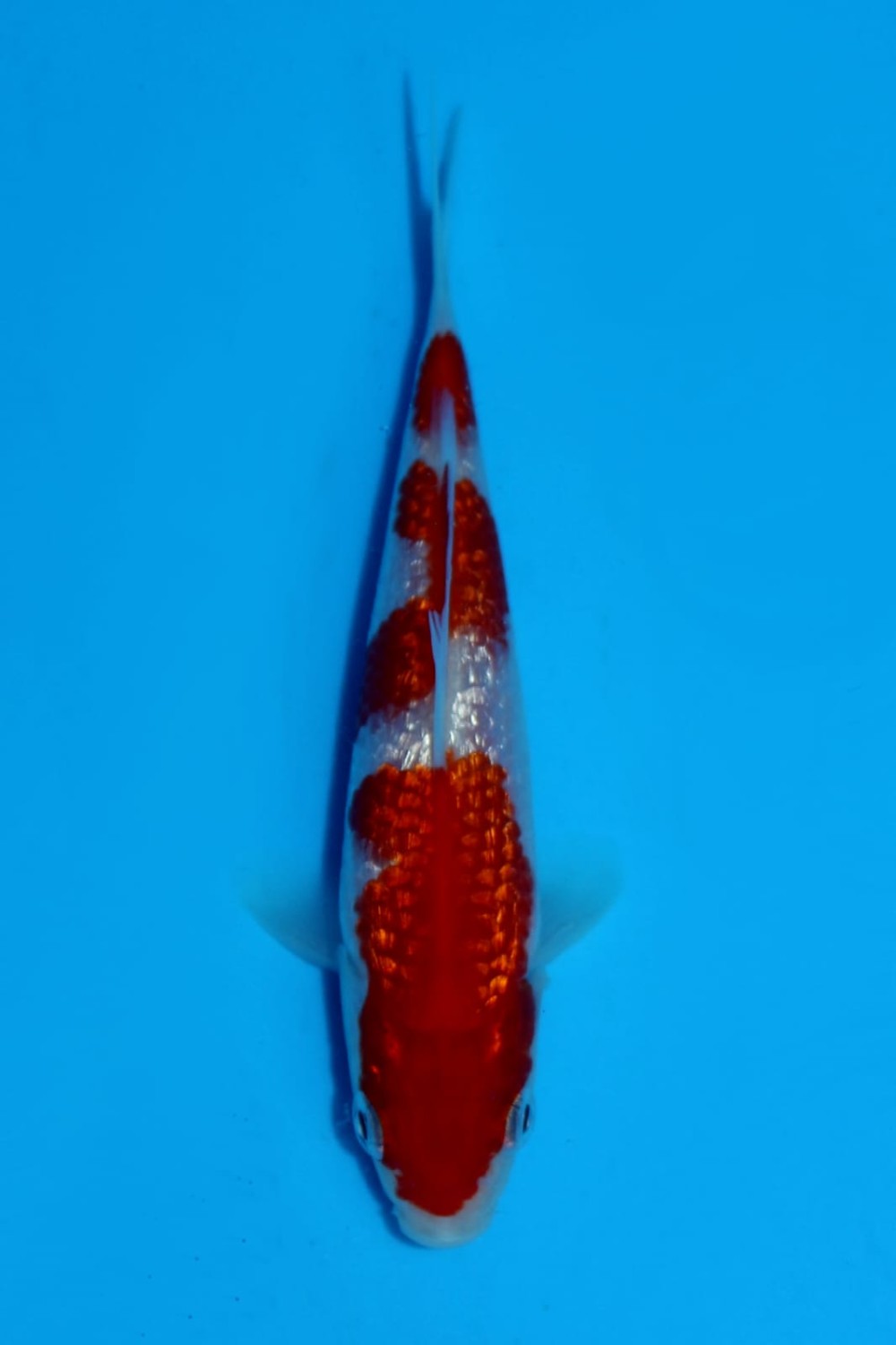 Juara 1