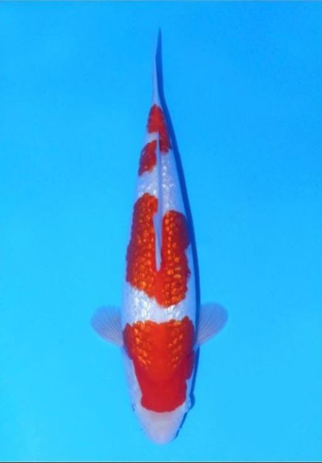 Juara 1