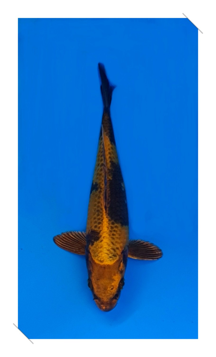 Juara 2