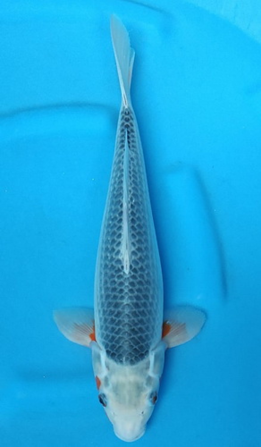 Juara 1