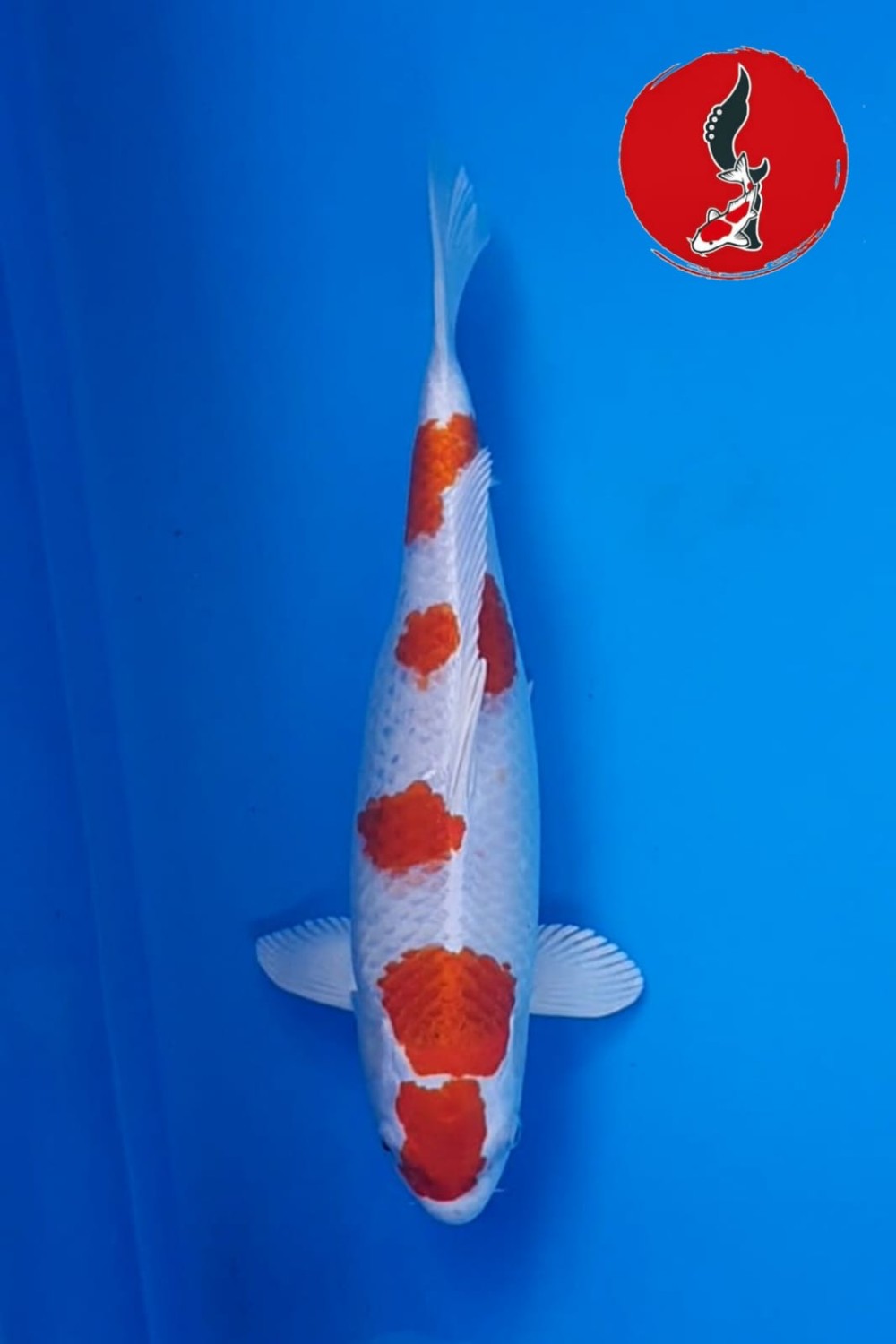 Juara 1