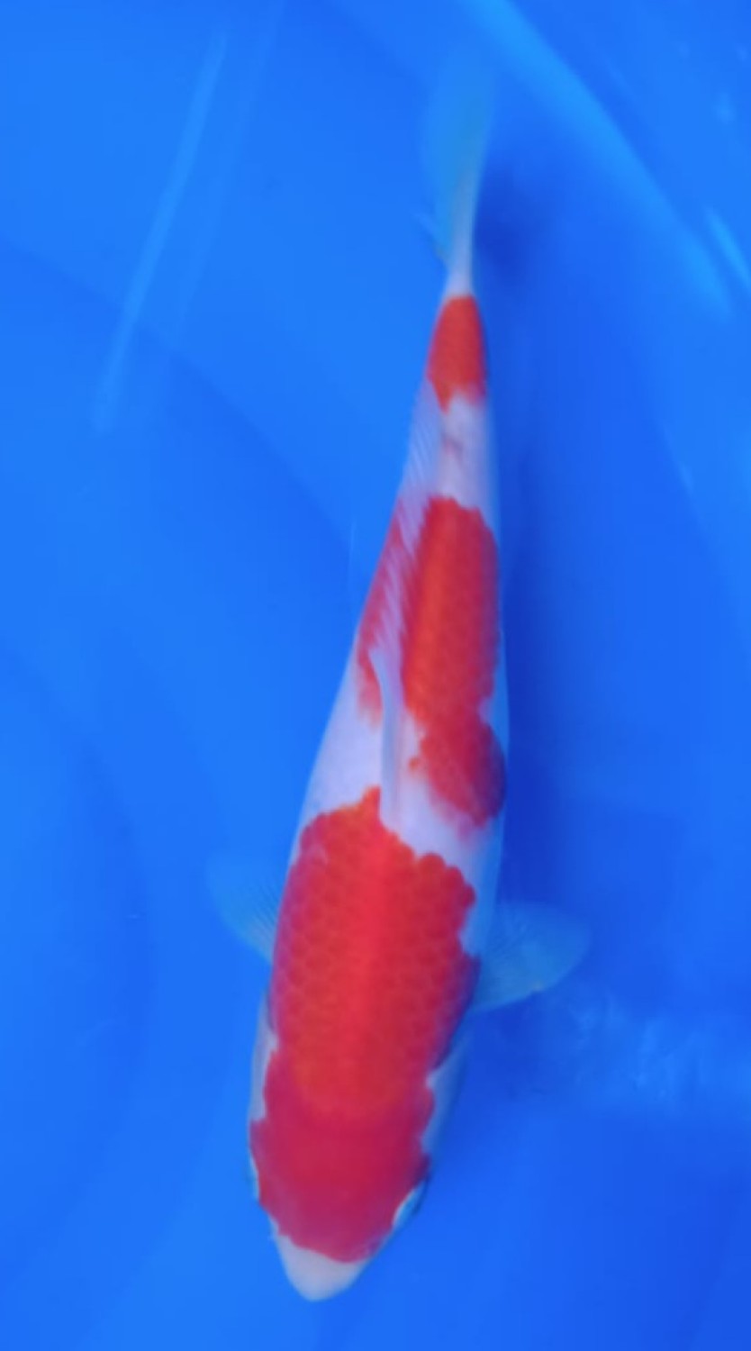 Juara 5